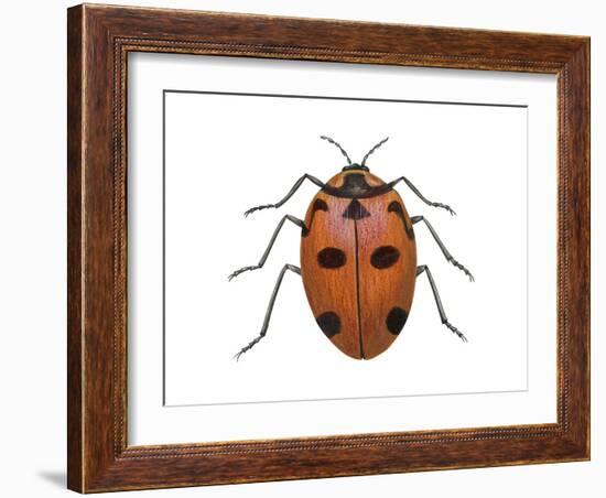 Nine-Spotted Beetle (Coccinella Novemnotata), Insects-Encyclopaedia Britannica-Framed Art Print