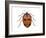 Nine-Spotted Beetle (Coccinella Novemnotata), Insects-Encyclopaedia Britannica-Framed Art Print