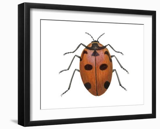 Nine-Spotted Beetle (Coccinella Novemnotata), Insects-Encyclopaedia Britannica-Framed Art Print