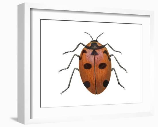 Nine-Spotted Beetle (Coccinella Novemnotata), Insects-Encyclopaedia Britannica-Framed Art Print