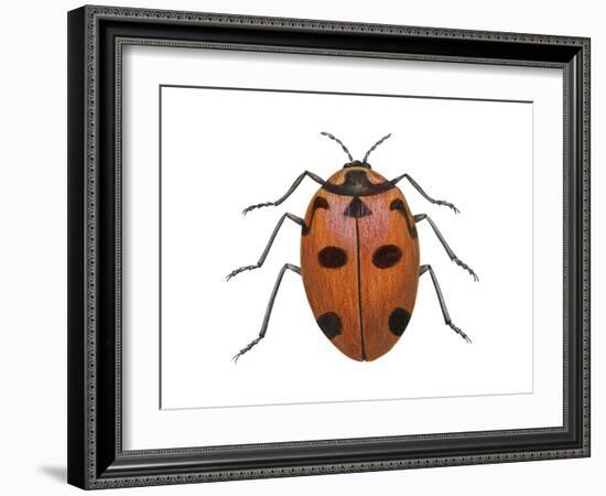 Nine-Spotted Beetle (Coccinella Novemnotata), Insects-Encyclopaedia Britannica-Framed Art Print