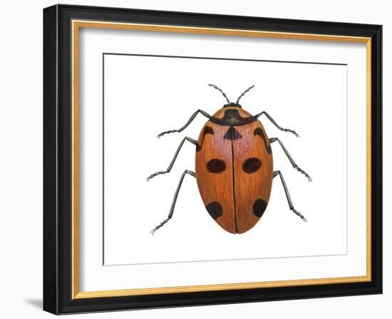 Nine-Spotted Beetle (Coccinella Novemnotata), Insects-Encyclopaedia Britannica-Framed Art Print