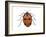 Nine-Spotted Beetle (Coccinella Novemnotata), Insects-Encyclopaedia Britannica-Framed Art Print