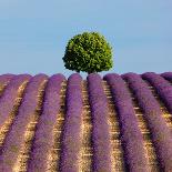 Tree on the Top of the Hill in Lavender Field-Nino Marcutti-Photographic Print