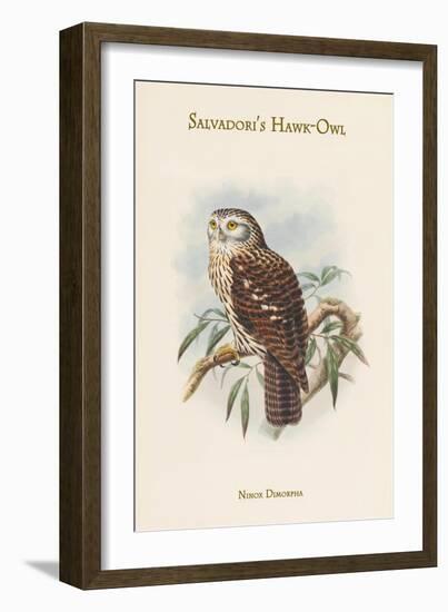 Ninox Dimorpha - Salvadori's Hawk-Owl-John Gould-Framed Art Print