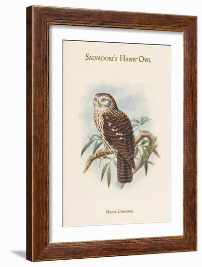 Ninox Dimorpha - Salvadori's Hawk-Owl-John Gould-Framed Art Print