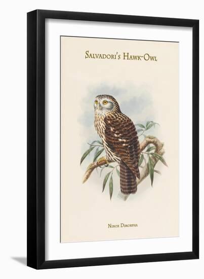 Ninox Dimorpha - Salvadori's Hawk-Owl-John Gould-Framed Art Print