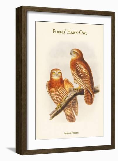 Ninox Forbesi - Forbes' Hawk-Owl-John Gould-Framed Art Print