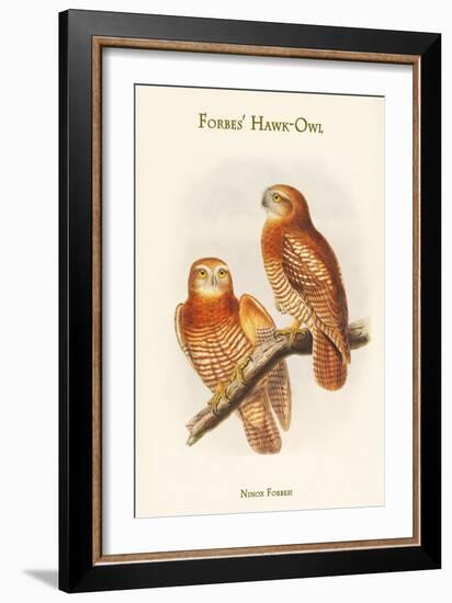 Ninox Forbesi - Forbes' Hawk-Owl-John Gould-Framed Art Print