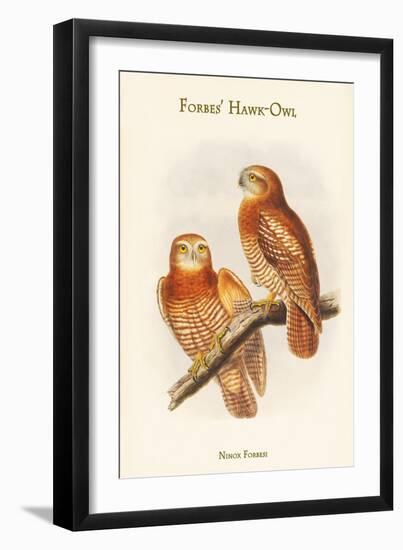 Ninox Forbesi - Forbes' Hawk-Owl-John Gould-Framed Art Print