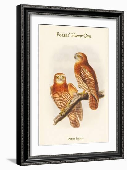 Ninox Forbesi - Forbes' Hawk-Owl-John Gould-Framed Art Print