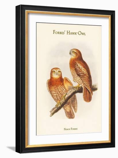 Ninox Forbesi - Forbes' Hawk-Owl-John Gould-Framed Art Print