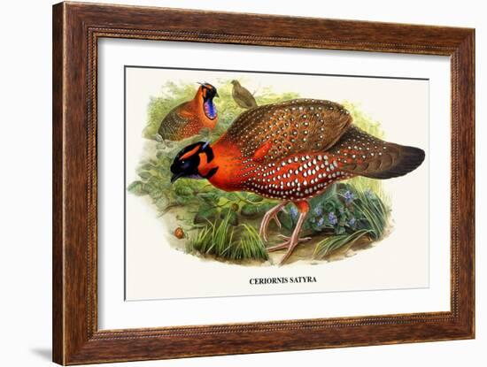 Nipaulese Horned Pheasant-Birds Of Asia-John Gould-Framed Art Print