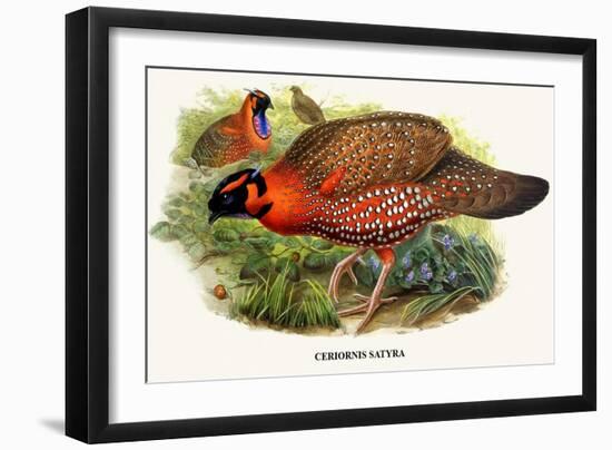 Nipaulese Horned Pheasant-Birds Of Asia-John Gould-Framed Art Print