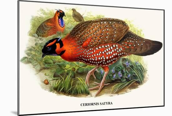 Nipaulese Horned Pheasant-Birds Of Asia-John Gould-Mounted Art Print