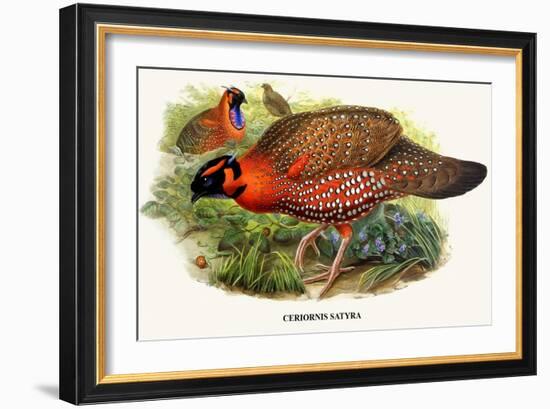 Nipaulese Horned Pheasant-Birds Of Asia-John Gould-Framed Art Print