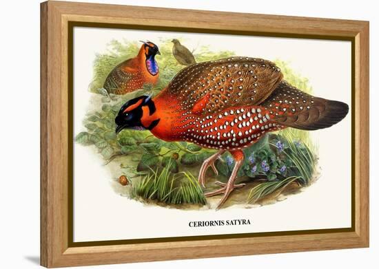 Nipaulese Horned Pheasant-Birds Of Asia-John Gould-Framed Stretched Canvas