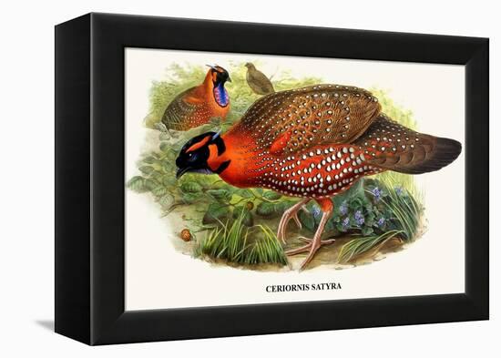 Nipaulese Horned Pheasant-Birds Of Asia-John Gould-Framed Stretched Canvas