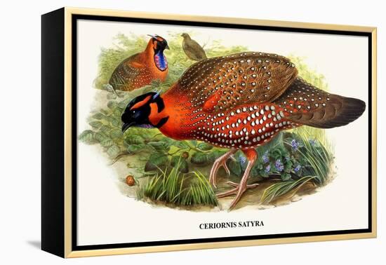 Nipaulese Horned Pheasant-Birds Of Asia-John Gould-Framed Stretched Canvas