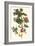 Nipple Fruit with a Leaf Mantus-Maria Sibylla Merian-Framed Premium Giclee Print