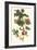 Nipple Fruit with a Leaf Mantus-Maria Sibylla Merian-Framed Premium Giclee Print