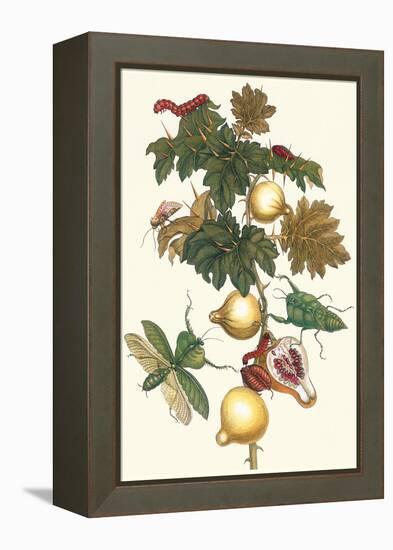 Nipple Fruit with a Leaf Mantus-Maria Sibylla Merian-Framed Stretched Canvas