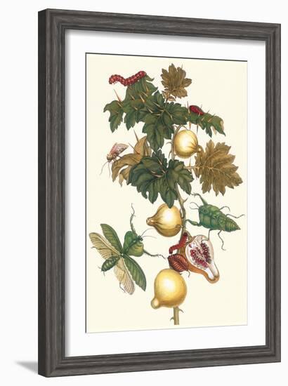 Nipple Fruit with a Leaf Mantus-Maria Sibylla Merian-Framed Art Print