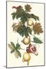 Nipple Fruit with a Leaf Mantus-Maria Sibylla Merian-Mounted Art Print