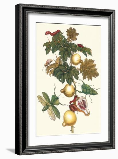 Nipple Fruit with a Leaf Mantus-Maria Sibylla Merian-Framed Art Print