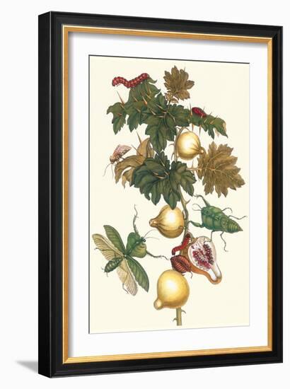 Nipple Fruit with a Leaf Mantus-Maria Sibylla Merian-Framed Art Print