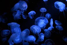 Jellyfish with Blue Light on Black Background in the Aquarium, Singapore-Niradj-Photographic Print