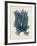 Nitophyllum Punctatum-Henry Bradbury-Framed Giclee Print