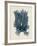 Nitophyllum Punctatum-Henry Bradbury-Framed Giclee Print