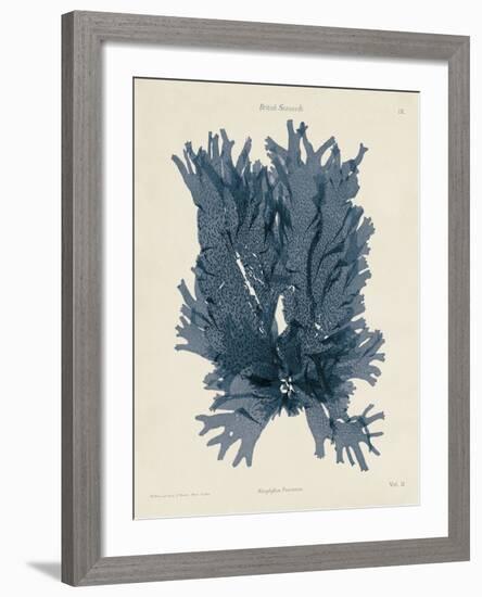 Nitophyllum Punctatum-Henry Bradbury-Framed Giclee Print