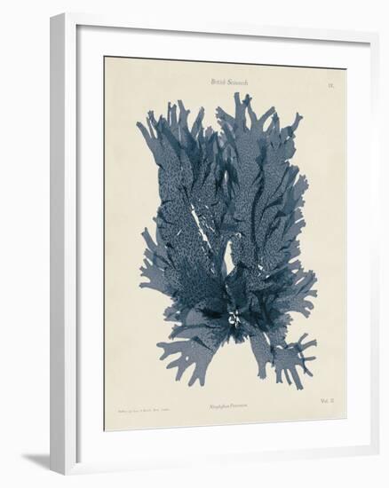 Nitophyllum Punctatum-Henry Bradbury-Framed Giclee Print