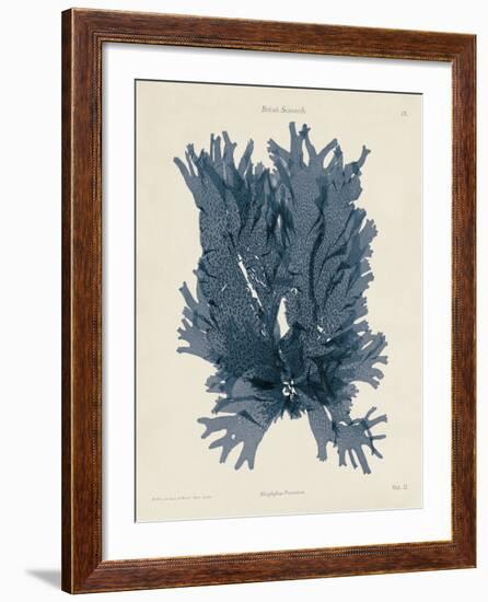 Nitophyllum Punctatum-Henry Bradbury-Framed Giclee Print