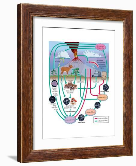 Nitrogen Cycle, Biosphere, Atmosphere, Earth Sciences-Encyclopaedia Britannica-Framed Art Print