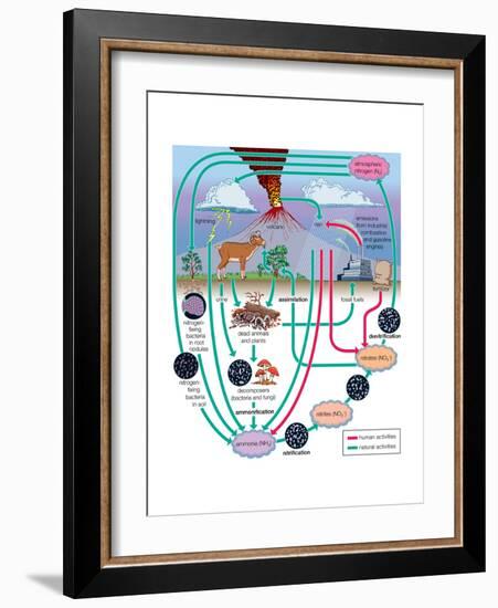 Nitrogen Cycle, Biosphere, Atmosphere, Earth Sciences-Encyclopaedia Britannica-Framed Art Print