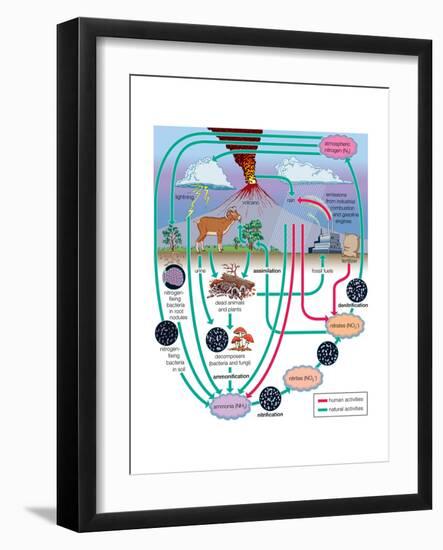 Nitrogen Cycle, Biosphere, Atmosphere, Earth Sciences-Encyclopaedia Britannica-Framed Art Print