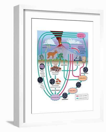 Nitrogen Cycle, Biosphere, Atmosphere, Earth Sciences-Encyclopaedia Britannica-Framed Art Print