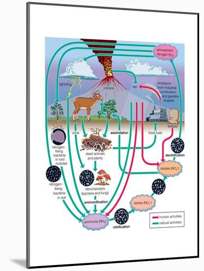 Nitrogen Cycle, Biosphere, Atmosphere, Earth Sciences-Encyclopaedia Britannica-Mounted Art Print