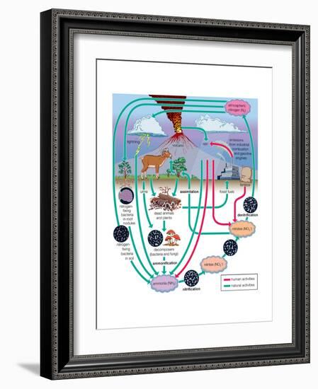 Nitrogen Cycle, Biosphere, Atmosphere, Earth Sciences-Encyclopaedia Britannica-Framed Art Print