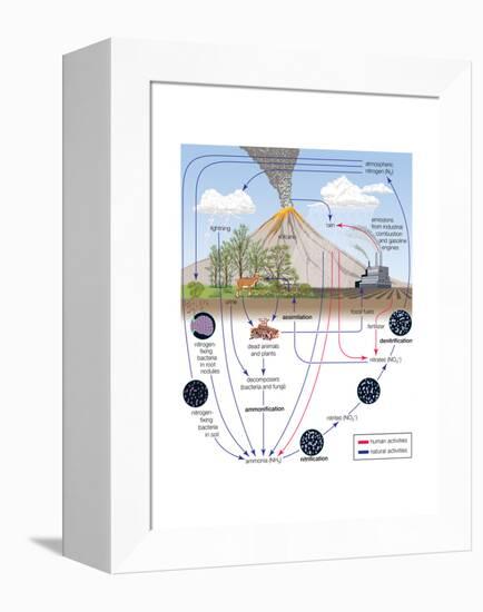 Nitrogen Cycle, Biosphere, Atmosphere, Earth Sciences-Encyclopaedia Britannica-Framed Stretched Canvas