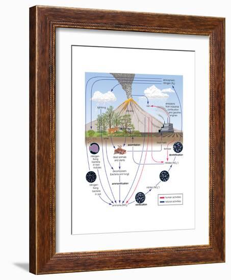 Nitrogen Cycle, Biosphere, Atmosphere, Earth Sciences-Encyclopaedia Britannica-Framed Art Print