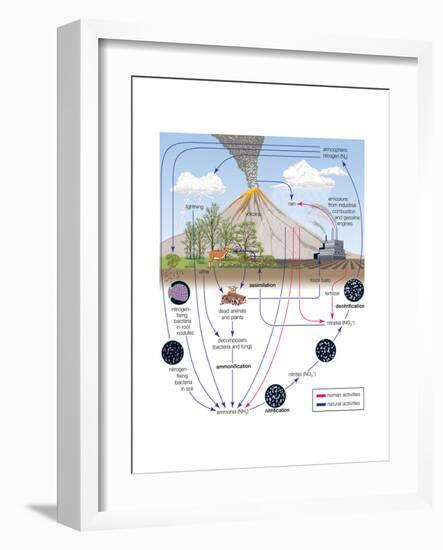 Nitrogen Cycle, Biosphere, Atmosphere, Earth Sciences-Encyclopaedia Britannica-Framed Art Print