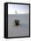 Nm, White Sands Natl Monument, Yucca Plant-Walter Bibikow-Framed Premier Image Canvas