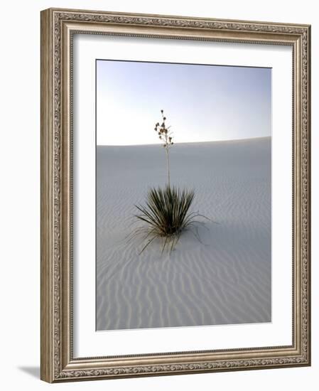 Nm, White Sands Natl Monument, Yucca Plant-Walter Bibikow-Framed Photographic Print