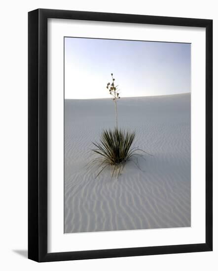 Nm, White Sands Natl Monument, Yucca Plant-Walter Bibikow-Framed Photographic Print