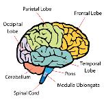 Brain Sections-nn555-Stretched Canvas