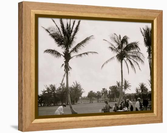 No. 1 Tee, Golf Links, Palm Beach, Fla.-null-Framed Stretched Canvas